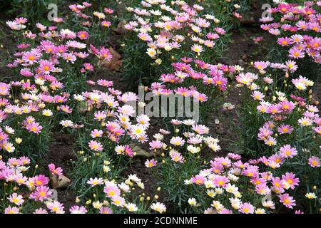 Small pink and white Marguerite Daisies in full bloom, a species of Dill Daisy Stock Photo