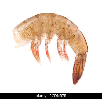 Raw shrimp isolated on white background. Raw prawns. Stock Photo