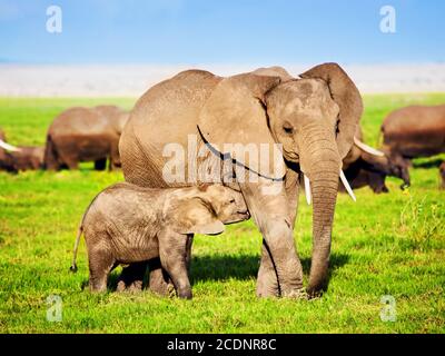 Elephants family on savanna. Safari in Amboseli, Kenya, Africa Stock Photo