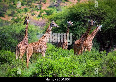 Giraffes on savanna. Safari in Tsavo West, Kenya, Africa Stock Photo
