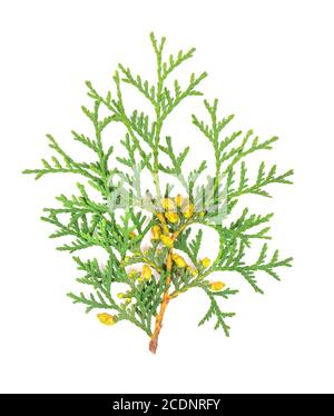 Arborvitae branch, isolated on white background. Green thuja sprig. Stock Photo