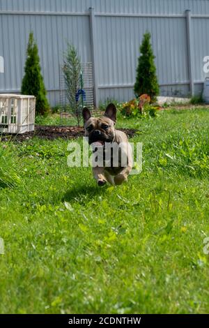 French bulldog running on the backyard in a sunny summer day. Cute pet having fun. Stock Photo