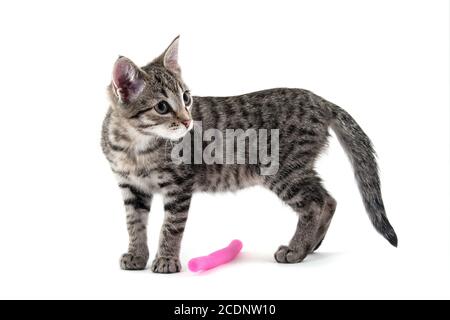 Kitten Stock Photo