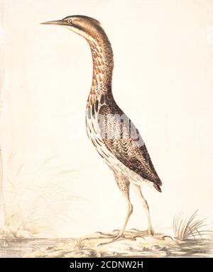 The Eurasian bittern or great bittern (Botaurus stellaris) is a wading bird in the bittern subfamily (Botaurinae) of the heron family Ardeidae. 18th century watercolor painting by Elizabeth Gwillim. Lady Elizabeth Symonds Gwillim (21 April 1763 – 21 December 1807) was an artist married to Sir Henry Gwillim, Puisne Judge at the Madras high court until 1808. Lady Gwillim painted a series of about 200 watercolours of Indian birds. Produced about 20 years before John James Audubon, her work has been acclaimed for its accuracy and natural postures as they were drawn from observations of the birds i Stock Photo