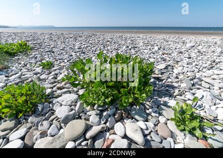 Sea beet Beta vulgaris maritima growing on a North Wales beach Stock Photo