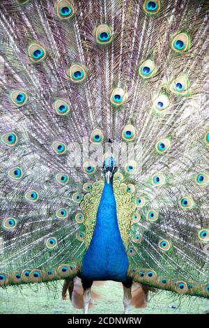 A peacock Stock Photo