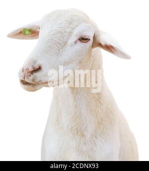 sheep isolated on white background Stock Photo