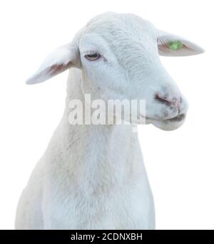 sheep isolated on white background Stock Photo