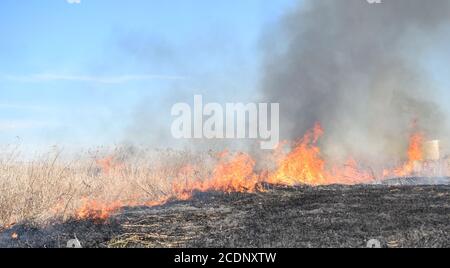 Burning dry grass and reeds Stock Photo