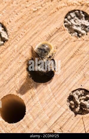 Mason Bee Osmia rufa nest building in a solitary bee log hotel Stock Photo