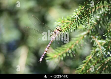 Large royal dragonfly on a pine branch Stock Photo - Alamy