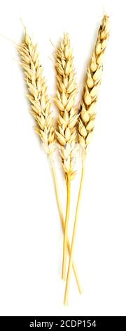 wheat ears on white Stock Photo