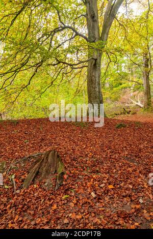 Trees in autumn, Clwydian Range, North Wales Stock Photo