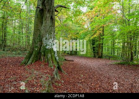 Trees in autumn, Clwydian Range, North Wales Stock Photo