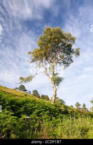 Solitary tree in sunlight, Cilcain, North Wales Stock Photo