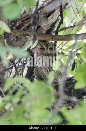 Pallid Scops Owl, Owlpark, Birecik, Turkey Stock Photo