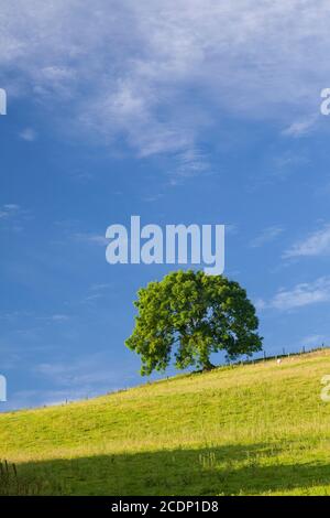 Solitary tree in sunlight, Cilcain, North Wales Stock Photo
