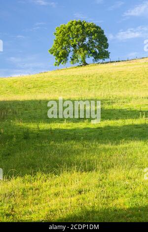 Solitary tree in sunlight, Cilcain, North Wales Stock Photo