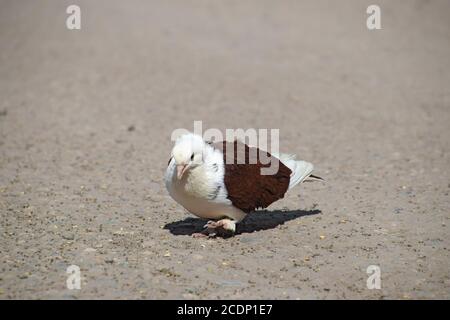 Purebred white-brown pigeon Stock Photo