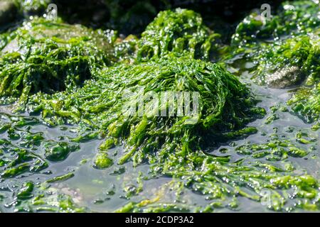 Enteromorpha intestinalis or Grass Kelp edible seaweed Stock Photo