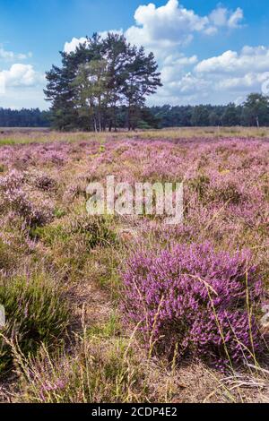 Tree between purple blooming heather in Nature park Veluwe, Ede municipality, Gelderland in the Netherlands Stock Photo