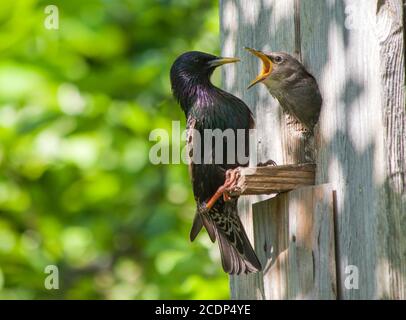 starling and his nestling Stock Photo