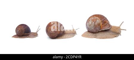 Snails isolated on white background Stock Photo