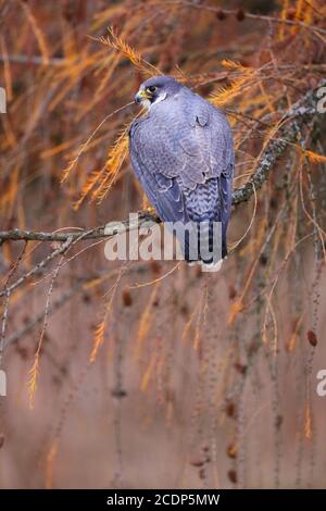 Majestic peregrine falcon sitting on branch in autumn. Stock Photo