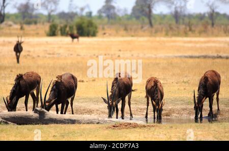 Herd of female sable antelopes with heads down drinking from a small waterhole in Hwange National Park, Zimbabwe Stock Photo