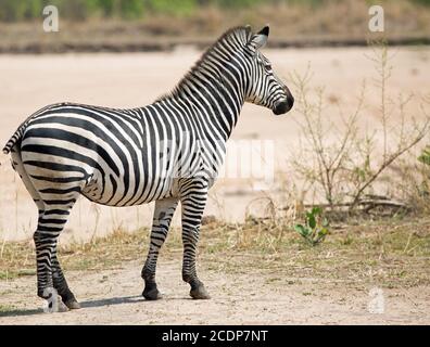 Chapmans Zebra - Equus quagga chapmani - standing on the dry arid empty savannah in South Luangwa National Park, Zambia Stock Photo