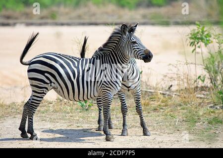 Two Chapmans Zebras (Equus quagga Chapmani) standng looking alert on the Plains in South Luangwa National Park, Zambia