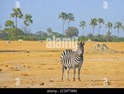 Solitary Burchell Zebra standing on the vast open empty plains with a tree lined background in Hwange National Park, Zimbabwe Stock Photo