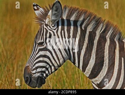 Wild Zebra head profile close-up - South African Game Reserve Stock ...