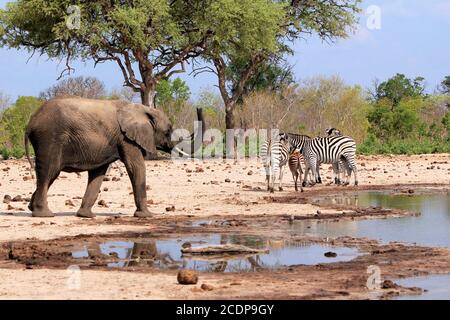 Large African Elephant with trunk in the air with a small herd of Burchell Zebra next to a waterhole in Hwange National Park, Zimbabwe Stock Photo
