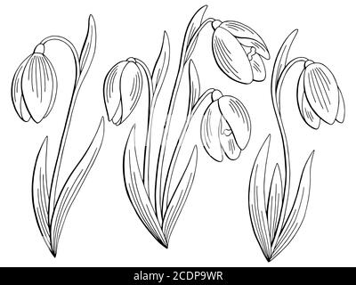 Snowdrop flower graphic black white isolated sketch set illustration vector Stock Vector