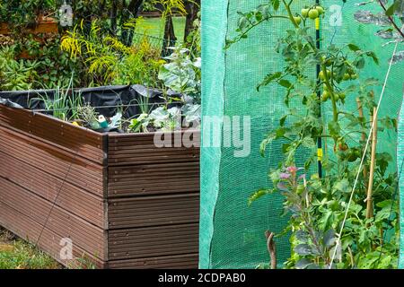 Raised bed garden tomatoes on vine growing in plastic greenhouse Stock Photo