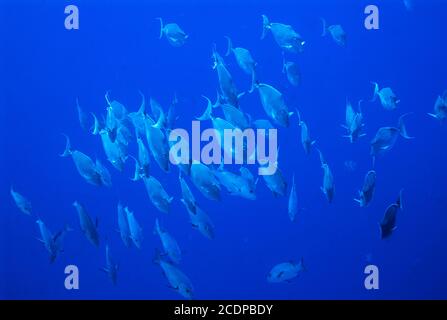 Humpback Unicornfish shoal swimming in open water, Maldives. Archive image 2003. High resolution scan from transparency, August 2020. Credit: Malcolm Park/Alamy. Stock Photo