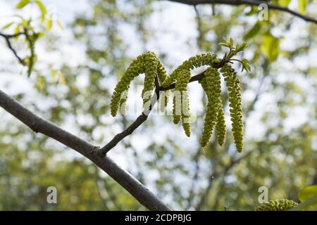 Spring blossoms tree walnuts with young green leaves on blue sky backgrounds, Stock Photo