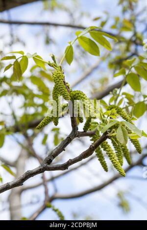 Spring blossoms tree walnuts with young green leaves on blue sky backgrounds Stock Photo
