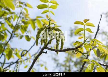 Spring blossoms tree walnuts with young green leaves on blue sky backgrounds Stock Photo