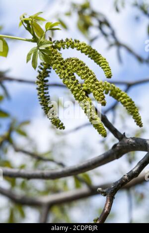 Spring blossoms tree walnuts with young green leaves on blue sky backgrounds, Stock Photo