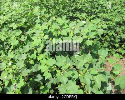 Green cotton field in India with flowers, Close-up of a ready for harvesting in a cotton field. Buds. Delicate white cotton flower fully blossom. Goss Stock Photo