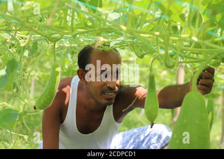 Asian farmer taking care of vegetable plants at an agricultural field, checking growth of bottle gourds at vegetable garden Stock Photo