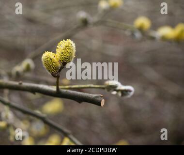 SALIX CAPREA common species of willow Stock Photo