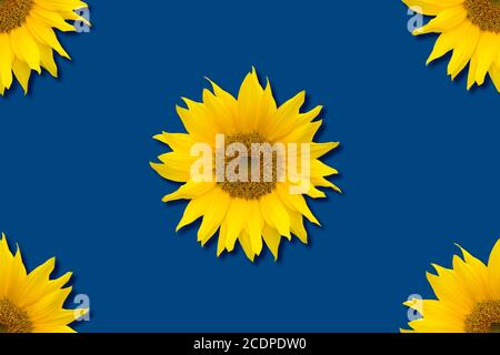 Bright yellow sunflowers on classic blue background. Isolated floral design, seamless pattern. Stock Photo