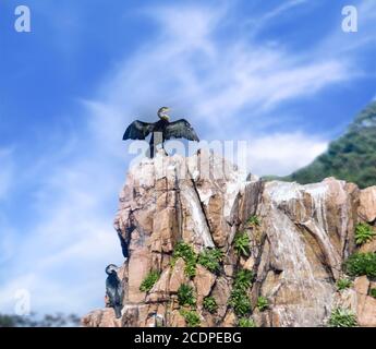 Cormorant sitting on a rock Stock Photo