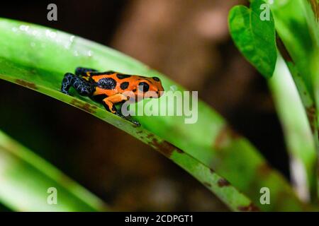 A mimic poison frog (Ranitomeya imitator) is seen during an exhibition of frogs in Prague Zoo, Czech Republic, on August 29, 2020. (CTK Photo/Vit Simanek) Stock Photo