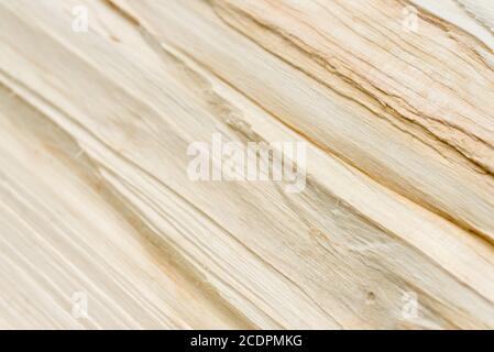 bright split poplar tree texture closeup selective focus Stock Photo