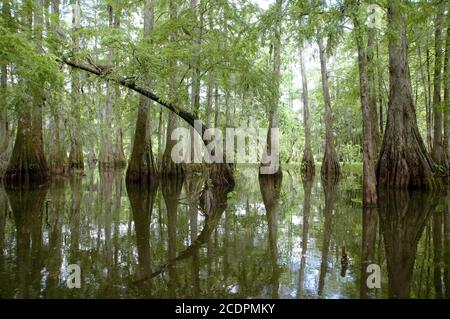 Trees and swampland in Lake Martin, part of the Cypress Island Preserve, on the western edge of the Atchafalaya swamp, near Lafayette Louisiana. Stock Photo