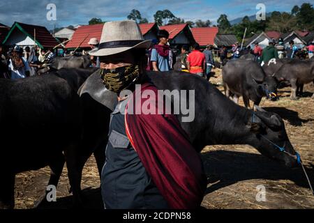 Nort Toraja, South sulawesi, Indonesia. 29th Aug, 2020. Water buffaloes at the Bolu livestock market in Rantepao, Nort Toraja, South Sulawesi, Indonesia, Saturday, August 29th. This market for trading buffalos for sacrifice during funeral ceremonies and is one of the largest livestock markets in Indonesia. Credit: Hariandi Hafid/ZUMA Wire/Alamy Live News Stock Photo